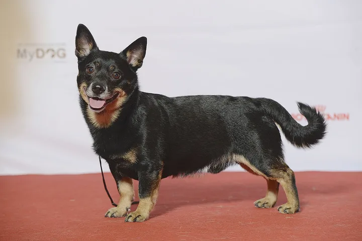 Lancashire Heeler dog