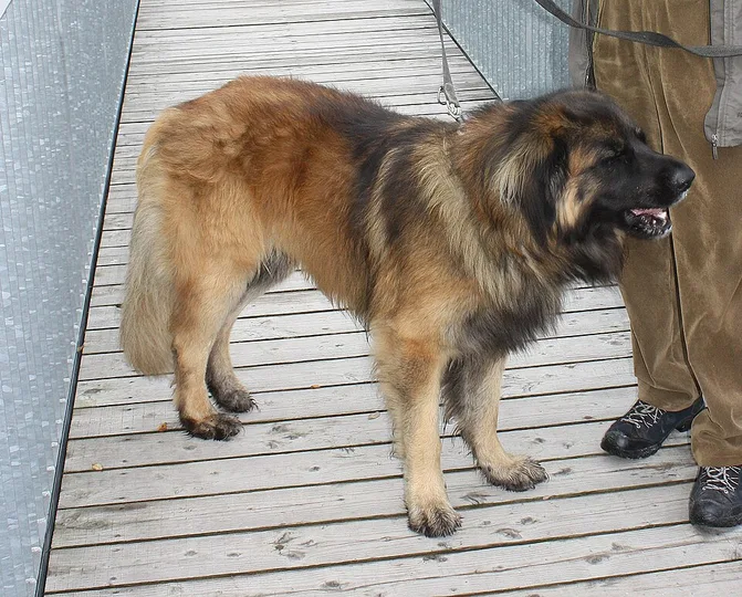 Leonberger dog