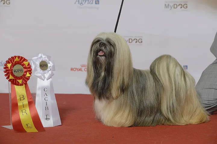 Lhasa Apso dog