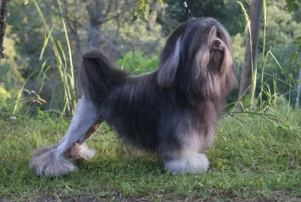 Lowchen dog