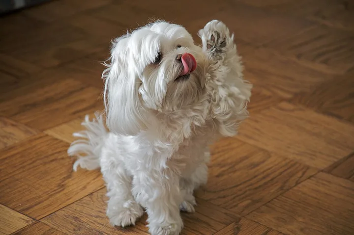 Maltese dog