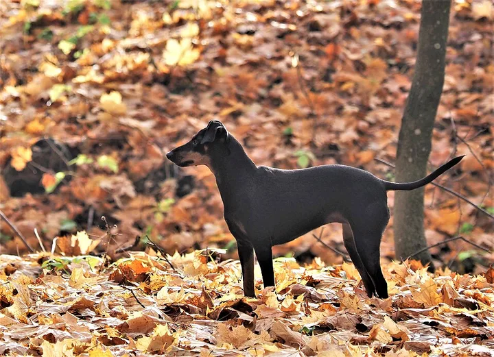 Manchester Terrier dog