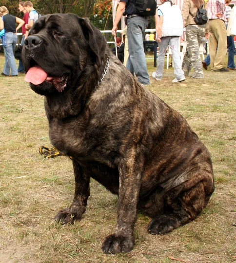 Mastiff dog
