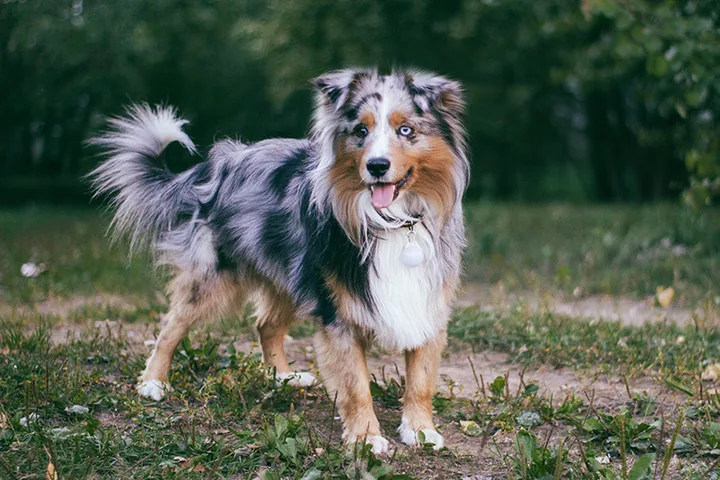 Miniature American Shepherd dog