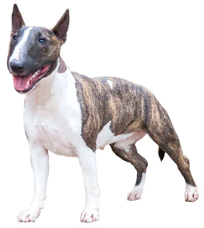 Miniature Bull Terrier dog