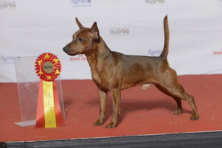 Miniature Pinscher dog