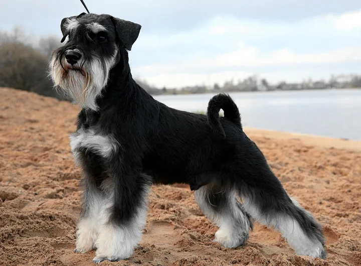 Miniature Schnauzer dog