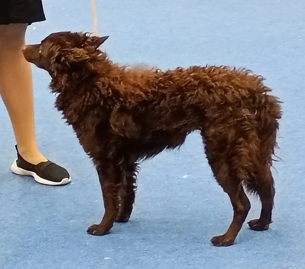 Mudi dog