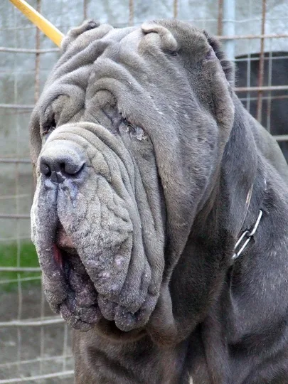 Neapolitan Mastiff dog