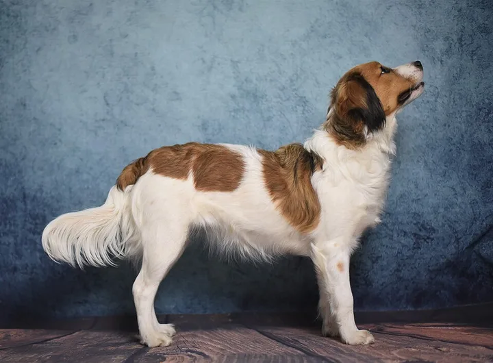 Nederlandse Kooikerhondje dog