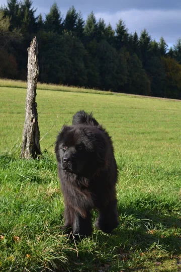 Newfoundland dog