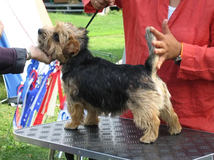 Norfolk Terrier dog