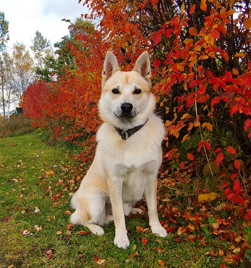 Norwegian Buhund dog