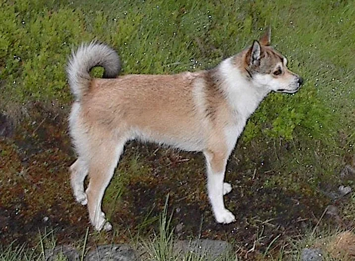 Norwegian Lundehund dog