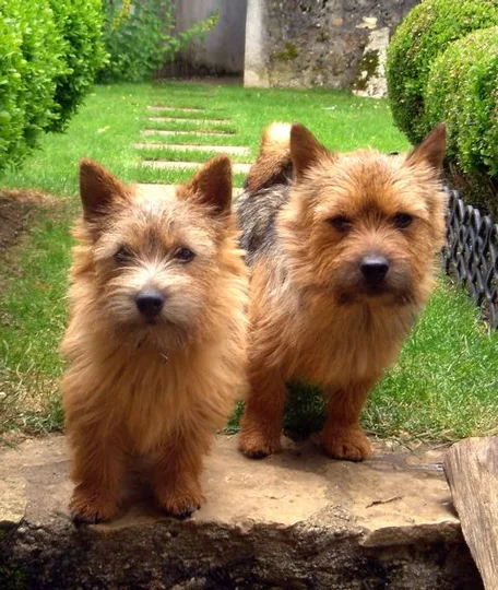 Norwich Terrier dog