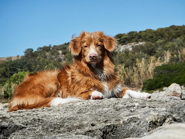 Nova Scotia Duck Tolling Retriever dog