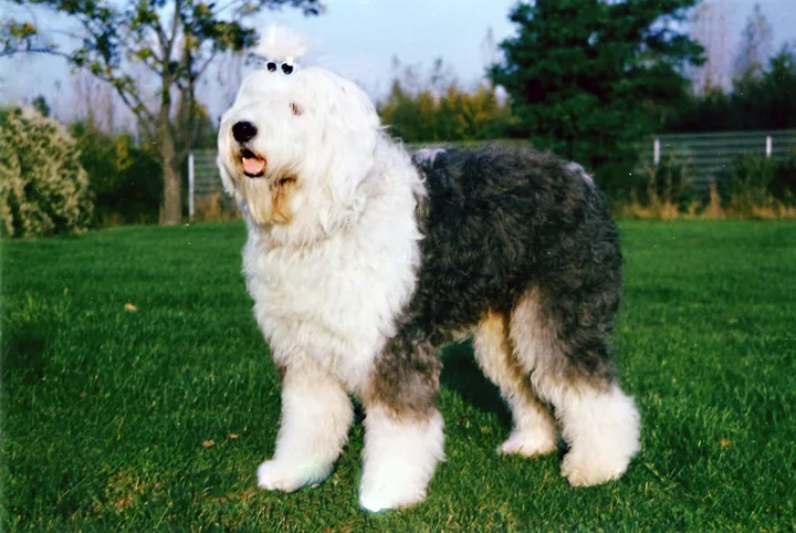Old English Sheepdog dog