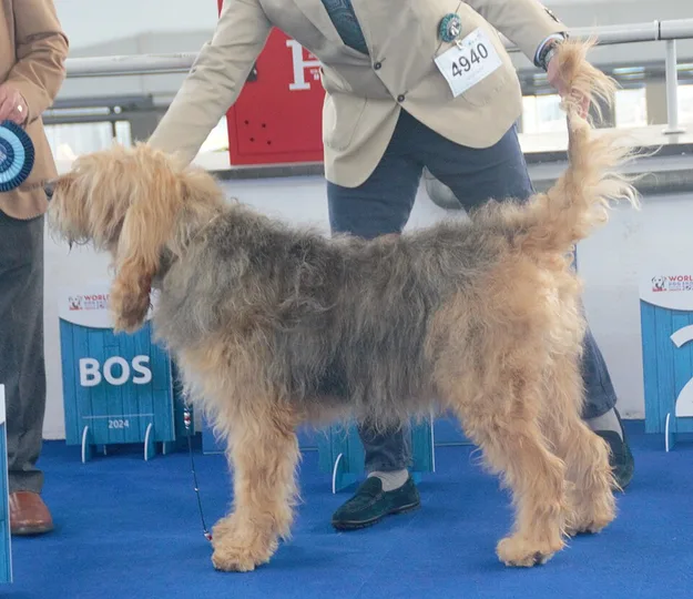 Otterhound dog