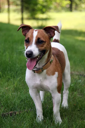 Parson Russell Terrier dog