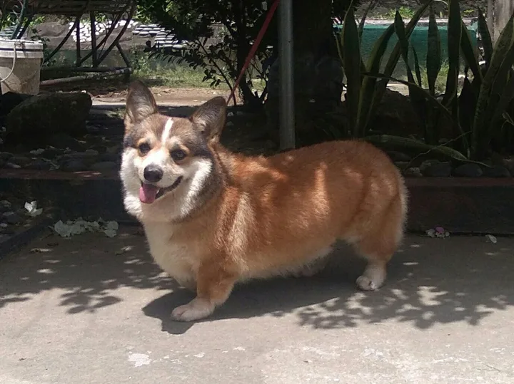 Pembroke Welsh Corgi dog