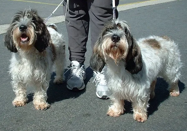 Petit Basset Griffon Vendeen dog