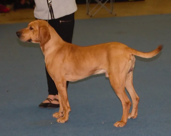 Plott Hound dog