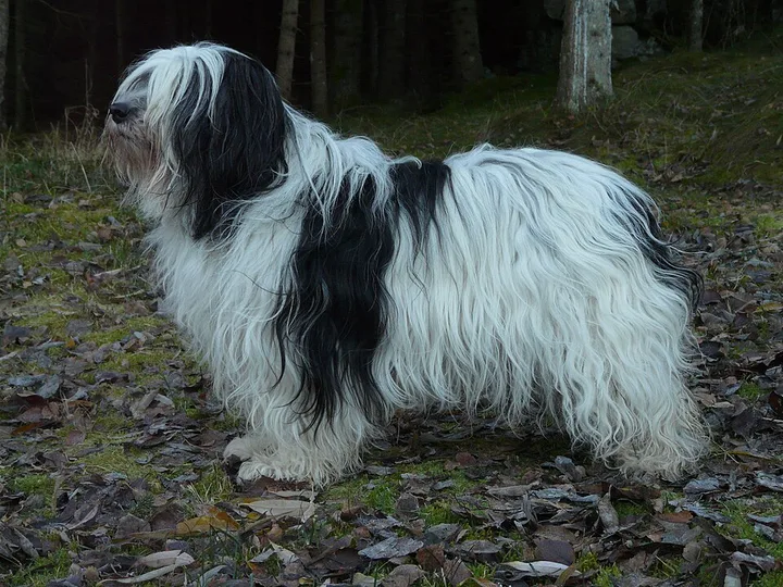 Polish Lowland Sheepdog dog