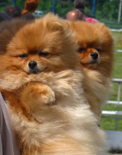 Pomeranian dog