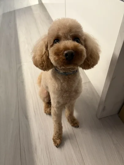 Poodle dog