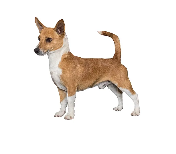Portuguese Podengo Pequeno dog