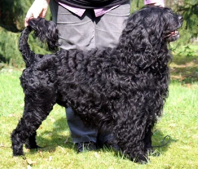 Portuguese Water Dog dog