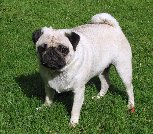 Pug dog