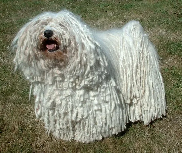 Puli dog