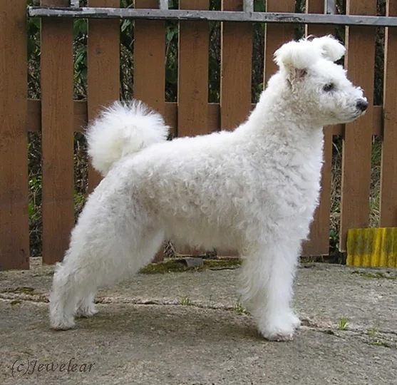 Pumi dog