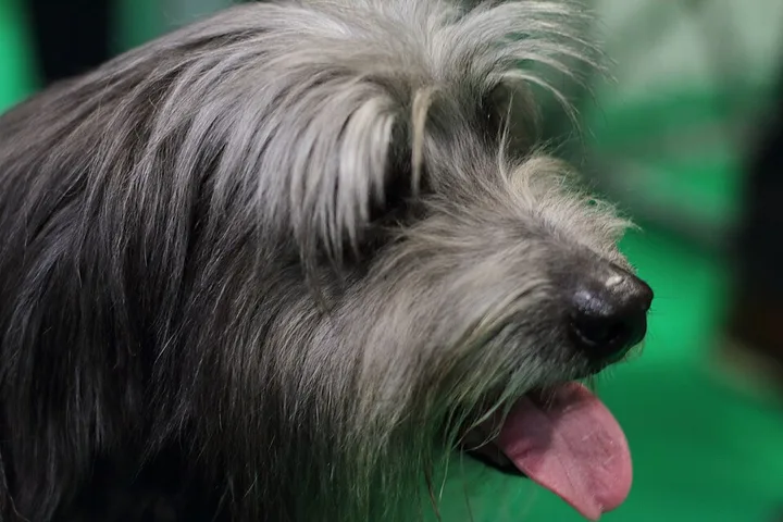 Pyrenean Shepherd dog