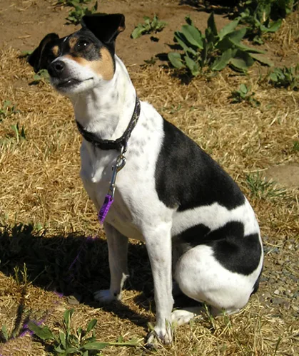 Rat Terrier dog