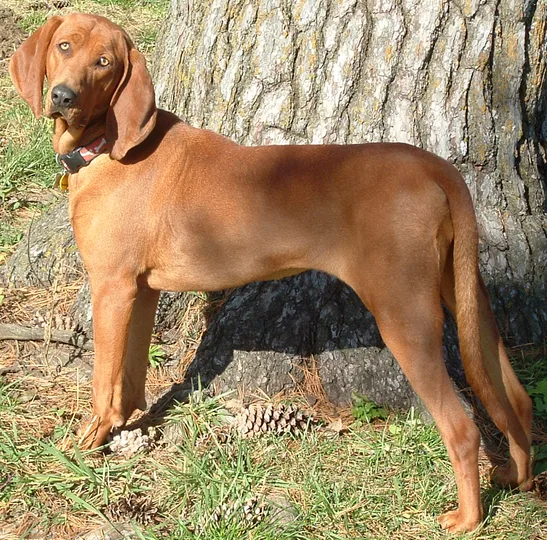 Redbone Coonhound dog