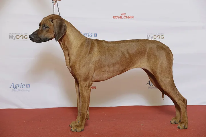 Rhodesian Ridgeback dog