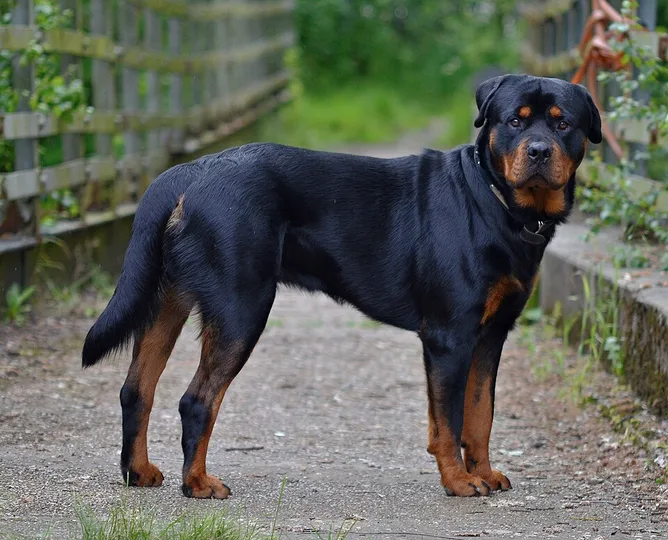 Rottweiler dog