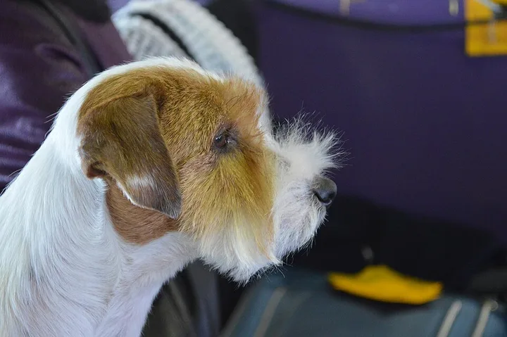 Russell Terrier dog