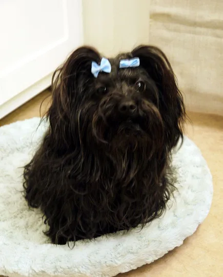 Russian Tsvetnaya Bolonka dog