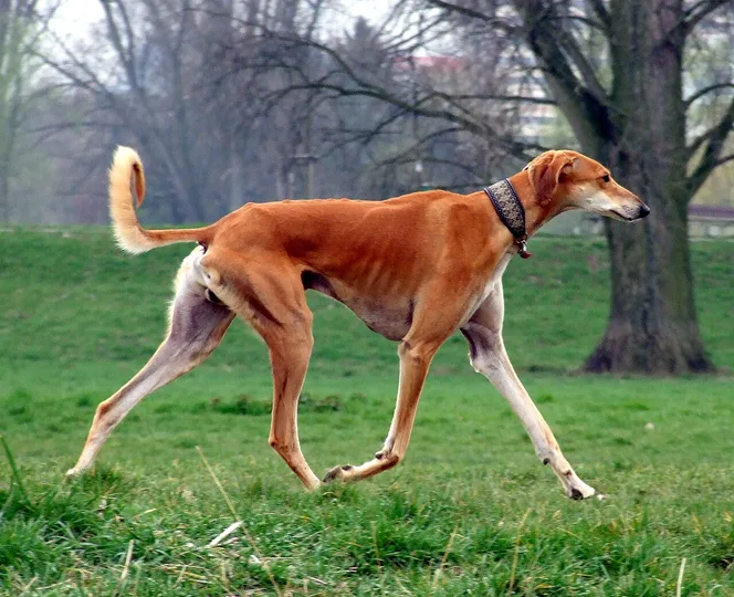 Saluki dog