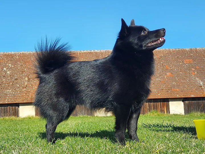 Schipperke dog
