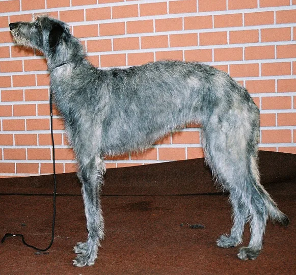 Scottish Deerhound dog