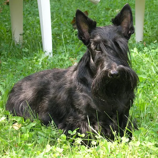 Scottish Terrier dog