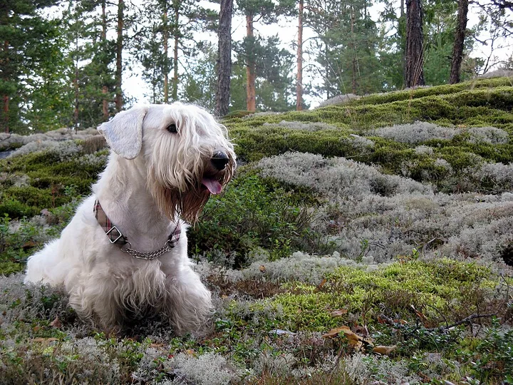 Sealyham Terrier dog