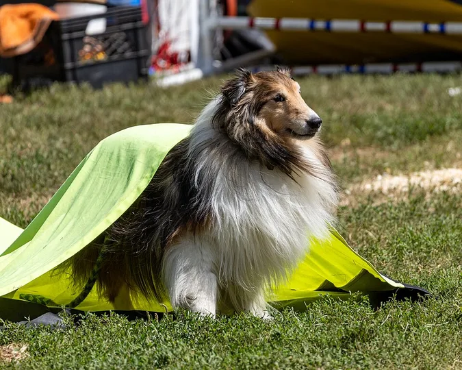 Shetland Sheepdog dog