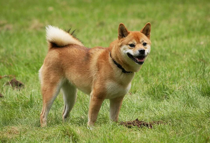 Shiba Inu dog