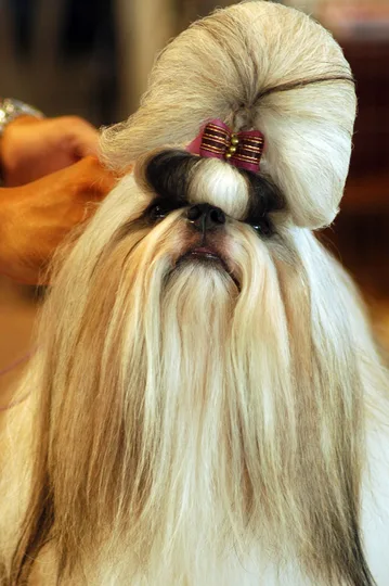 Shih Tzu dog
