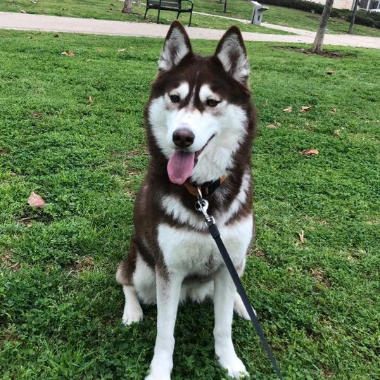 Siberian Husky dog